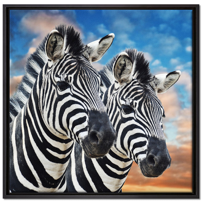 Zebra Pärchen auf Leinwandbild Quadratisch gerahmt Größe 70x70