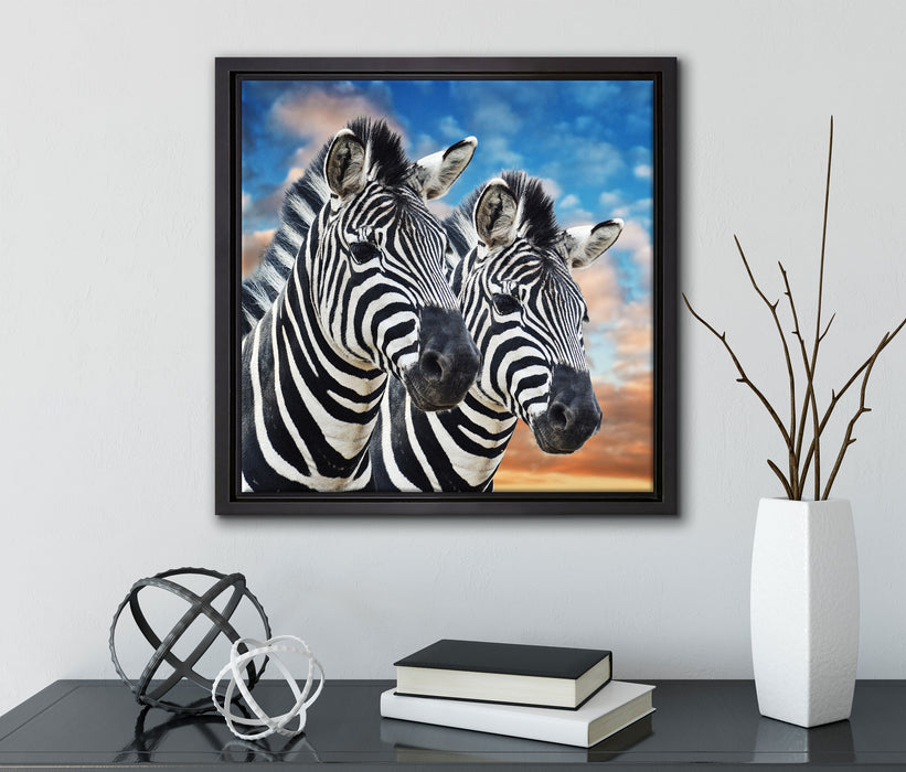 Zebra Pärchen  auf Leinwandbild Quadratisch gerahmt mit Kirschblüten