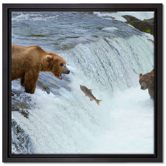 Bären fangen Lachs auf Leinwandbild Quadratisch gerahmt Größe 40x40