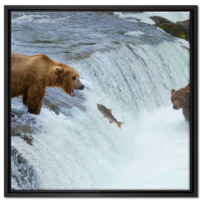 Bären fangen Lachs auf Leinwandbild Quadratisch gerahmt Größe 60x60