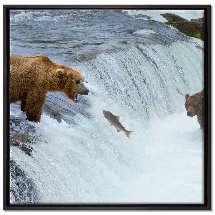 Bären fangen Lachs auf Leinwandbild Quadratisch gerahmt Größe 70x70