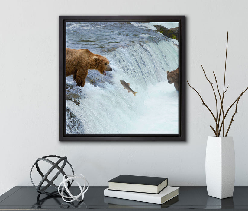 Bären fangen Lachs  auf Leinwandbild Quadratisch gerahmt mit Kirschblüten