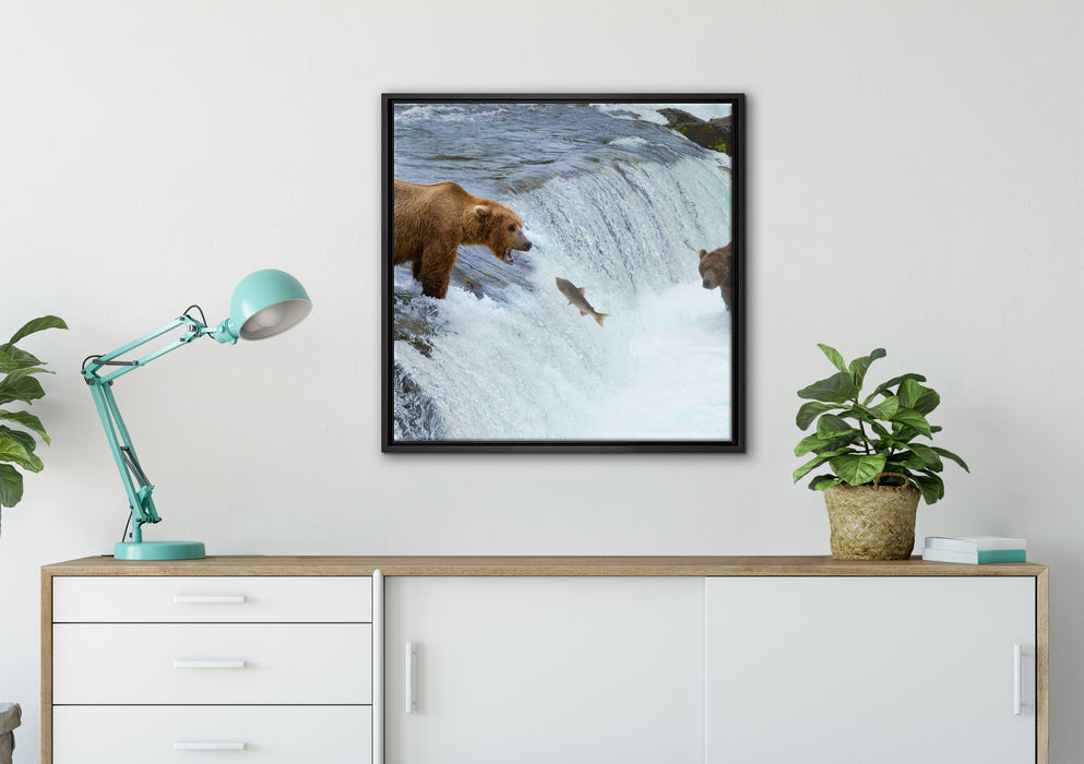 Bären fangen Lachs auf Leinwandbild gerahmt Quadratisch verschiedene Größen im Wohnzimmer