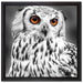 Eule mit orangen Augen auf Leinwandbild Quadratisch gerahmt Größe 40x40