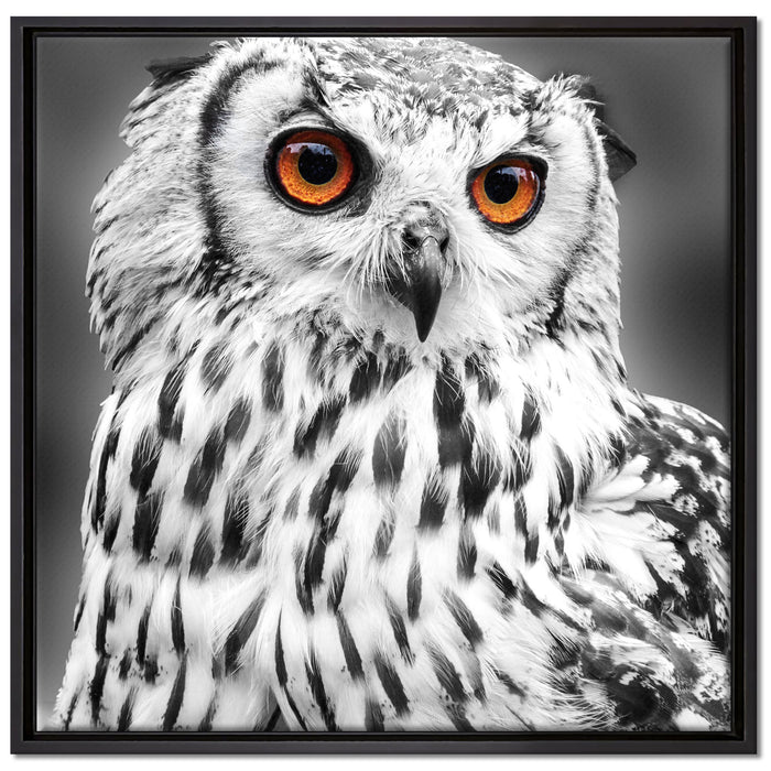 Eule mit orangen Augen auf Leinwandbild Quadratisch gerahmt Größe 70x70