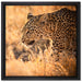 Jagender Leopard auf Leinwandbild Quadratisch gerahmt Größe 40x40
