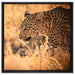 Jagender Leopard auf Leinwandbild Quadratisch gerahmt Größe 60x60