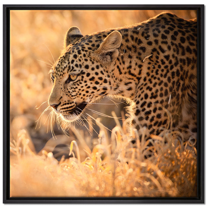 Jagender Leopard auf Leinwandbild Quadratisch gerahmt Größe 70x70