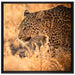 Jagender Leopard auf Leinwandbild Quadratisch gerahmt Größe 70x70