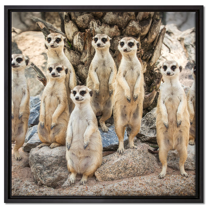 Lustige Erdmännchen auf Leinwandbild Quadratisch gerahmt Größe 60x60