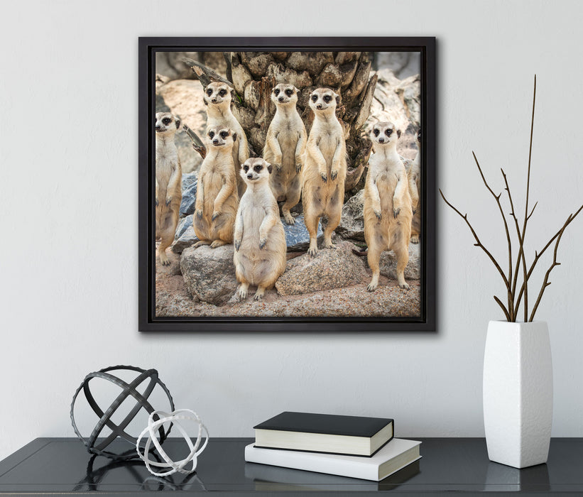 Lustige Erdmännchen  auf Leinwandbild Quadratisch gerahmt mit Kirschblüten