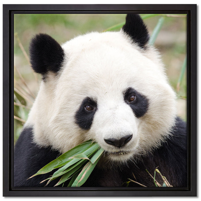 Pandabär frisst Bambus auf Leinwandbild Quadratisch gerahmt Größe 40x40