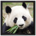 Pandabär frisst Bambus auf Leinwandbild Quadratisch gerahmt Größe 40x40