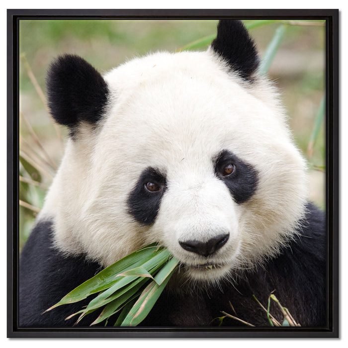 Pandabär frisst Bambus auf Leinwandbild Quadratisch gerahmt Größe 60x60