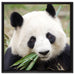 Pandabär frisst Bambus auf Leinwandbild Quadratisch gerahmt Größe 60x60