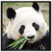 Pandabär frisst Bambus auf Leinwandbild Quadratisch gerahmt Größe 70x70