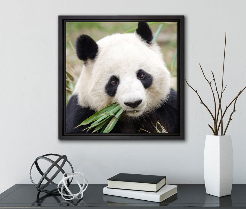 Pandabär frisst Bambus  auf Leinwandbild Quadratisch gerahmt mit Kirschblüten