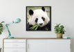 Pandabär frisst Bambus auf Leinwandbild gerahmt Quadratisch verschiedene Größen im Wohnzimmer