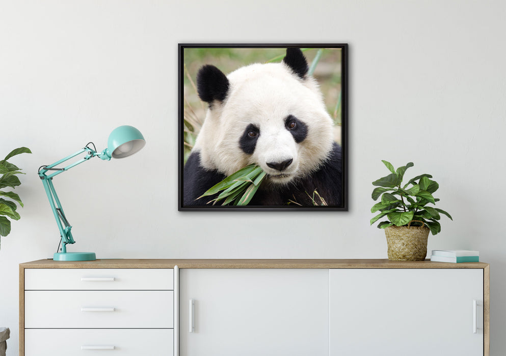 Pandabär frisst Bambus auf Leinwandbild gerahmt Quadratisch verschiedene Größen im Wohnzimmer