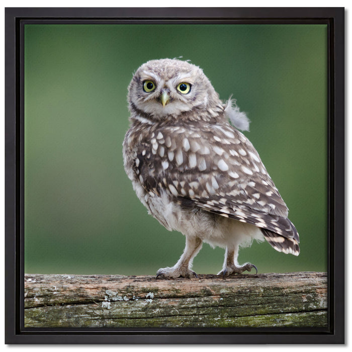 Kleine Eule auf Baum auf Leinwandbild Quadratisch gerahmt Größe 40x40