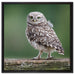 Kleine Eule auf Baum auf Leinwandbild Quadratisch gerahmt Größe 60x60