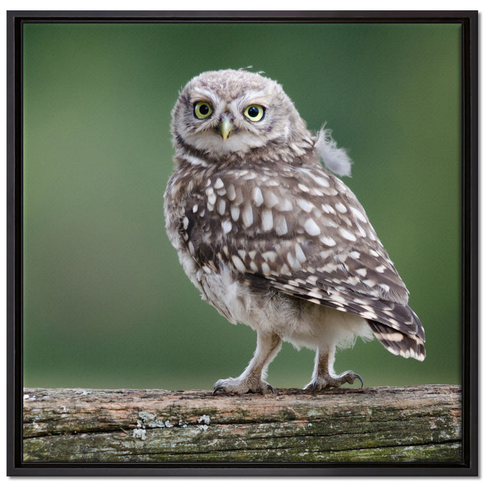 Kleine Eule auf Baum auf Leinwandbild Quadratisch gerahmt Größe 70x70