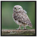Kleine Eule auf Baum auf Leinwandbild Quadratisch gerahmt Größe 70x70