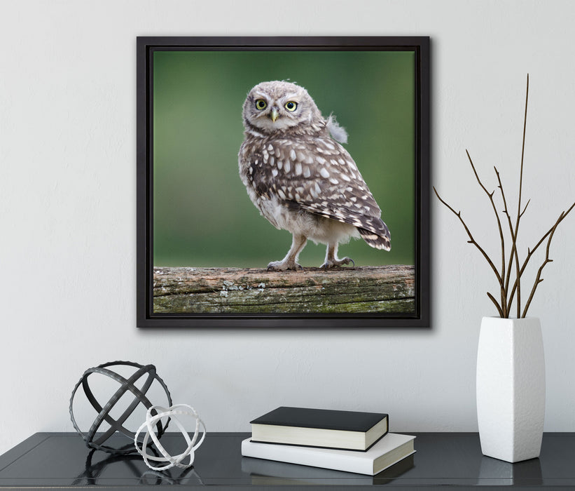 Kleine Eule auf Baum  auf Leinwandbild Quadratisch gerahmt mit Kirschblüten