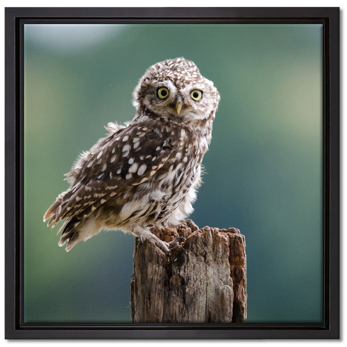 Lustige kleine Eule auf Leinwandbild Quadratisch gerahmt Größe 40x40