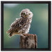 Lustige kleine Eule auf Leinwandbild Quadratisch gerahmt Größe 40x40
