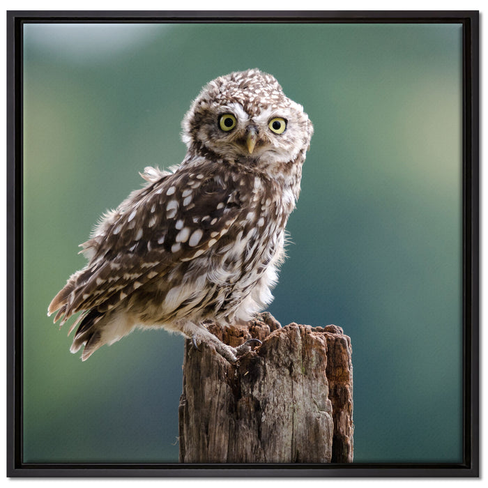 Lustige kleine Eule auf Leinwandbild Quadratisch gerahmt Größe 70x70
