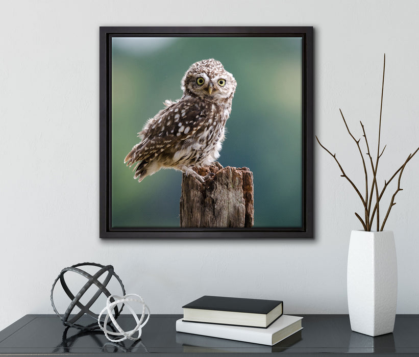Lustige kleine Eule  auf Leinwandbild Quadratisch gerahmt mit Kirschblüten