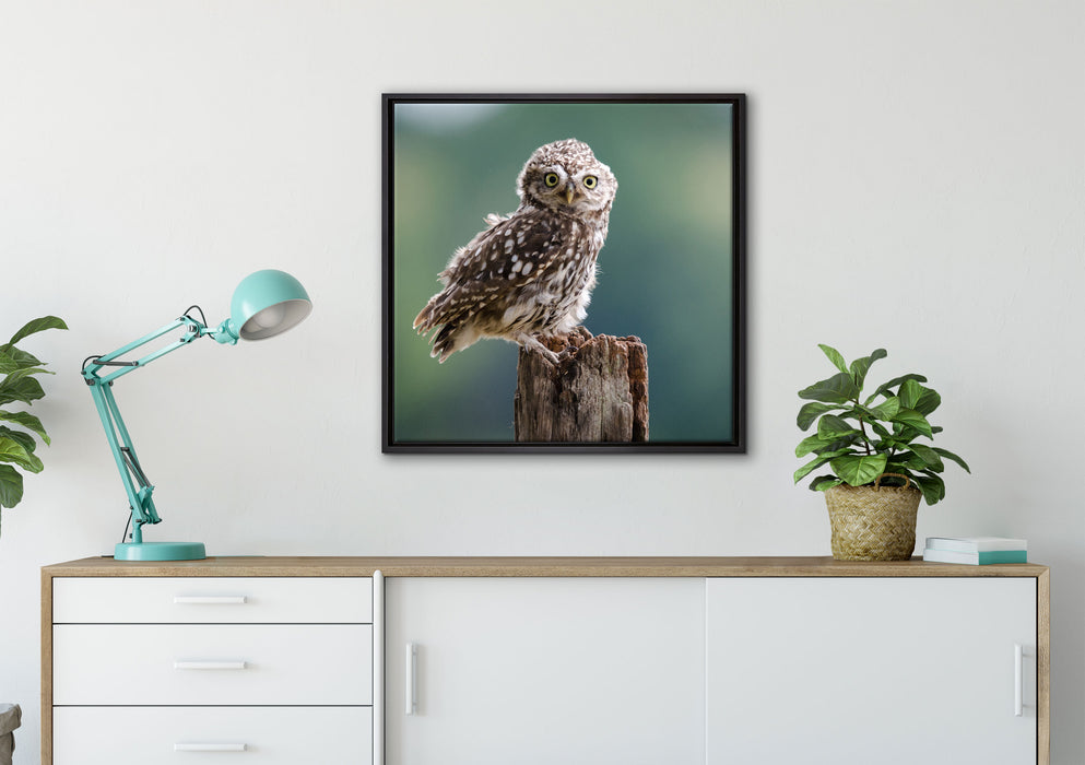 Lustige kleine Eule auf Leinwandbild gerahmt Quadratisch verschiedene Größen im Wohnzimmer