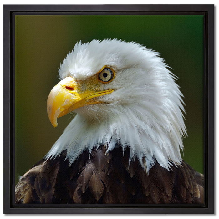 Mächtiger Weißkopfseeadler auf Leinwandbild Quadratisch gerahmt Größe 40x40