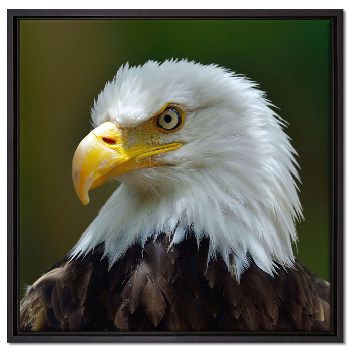 Mächtiger Weißkopfseeadler auf Leinwandbild Quadratisch gerahmt Größe 60x60