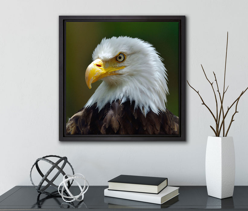 Mächtiger Weißkopfseeadler  auf Leinwandbild Quadratisch gerahmt mit Kirschblüten