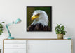 Mächtiger Weißkopfseeadler auf Leinwandbild gerahmt Quadratisch verschiedene Größen im Wohnzimmer