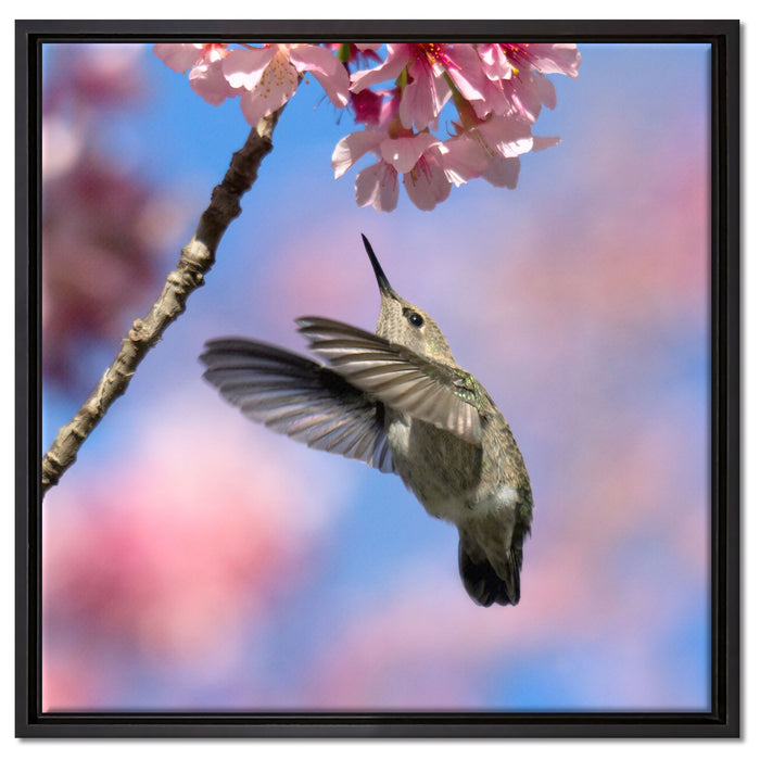 Kolibri an Kirschblüte auf Leinwandbild Quadratisch gerahmt Größe 60x60
