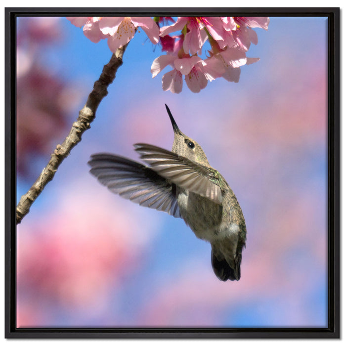 Kolibri an Kirschblüte auf Leinwandbild Quadratisch gerahmt Größe 70x70