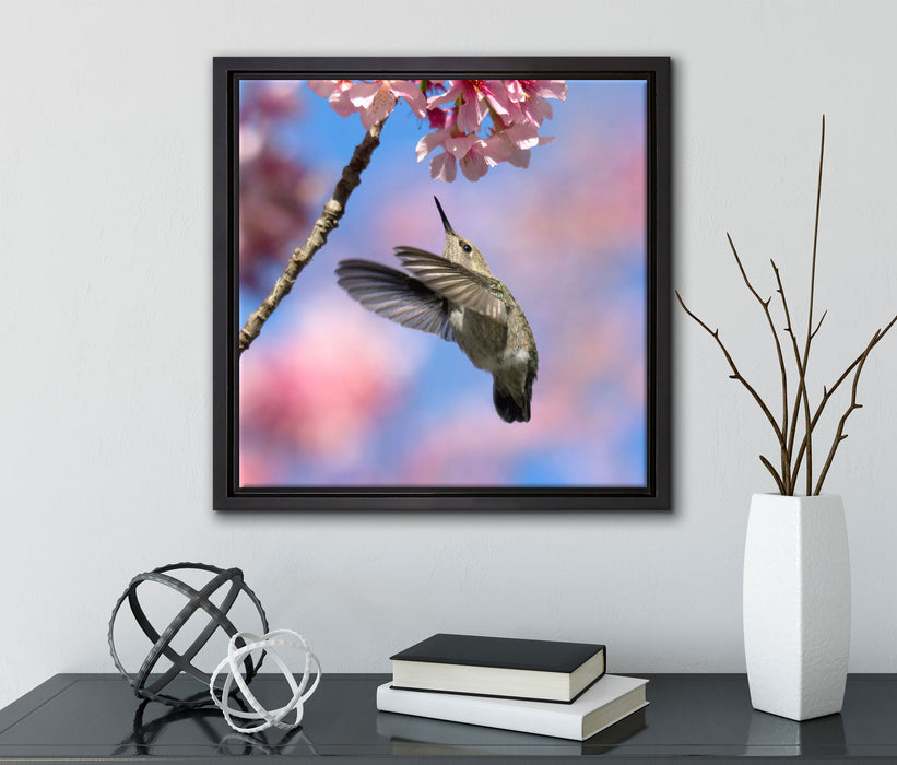 Kolibri an Kirschblüte  auf Leinwandbild Quadratisch gerahmt mit Kirschblüten