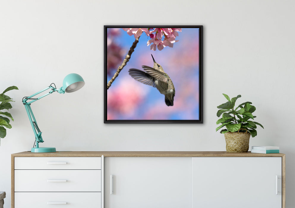 Kolibri an Kirschblüte auf Leinwandbild gerahmt Quadratisch verschiedene Größen im Wohnzimmer