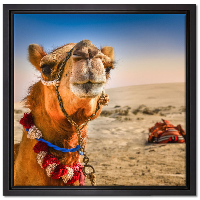 Lustiges Kamel in Wüste auf Leinwandbild Quadratisch gerahmt Größe 40x40