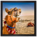 Lustiges Kamel in Wüste auf Leinwandbild Quadratisch gerahmt Größe 40x40