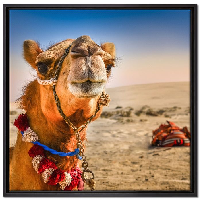 Lustiges Kamel in Wüste auf Leinwandbild Quadratisch gerahmt Größe 70x70