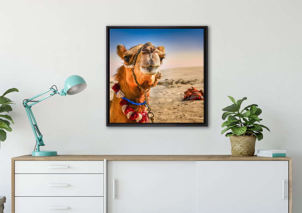 Lustiges Kamel in Wüste auf Leinwandbild gerahmt Quadratisch verschiedene Größen im Wohnzimmer