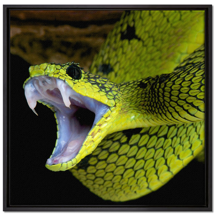 Giftige grüne Schlange auf Leinwandbild Quadratisch gerahmt Größe 70x70