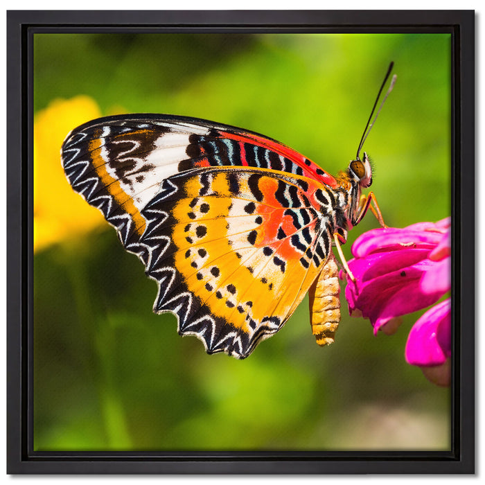 Schmetterling auf Blüte auf Leinwandbild Quadratisch gerahmt Größe 40x40