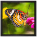 Schmetterling auf Blüte auf Leinwandbild Quadratisch gerahmt Größe 40x40