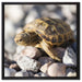 Kleine Schildkröte auf Leinwandbild Quadratisch gerahmt Größe 60x60