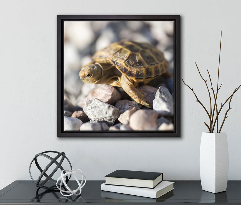 Kleine Schildkröte  auf Leinwandbild Quadratisch gerahmt mit Kirschblüten